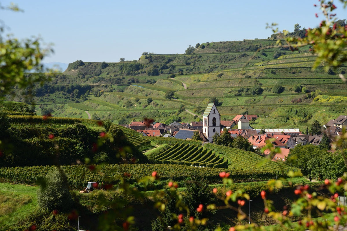 Weinbergterrassen am Kaiserstuhl mit Dorf und Kirchturm